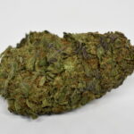 200 QP Bundle *LIMITED